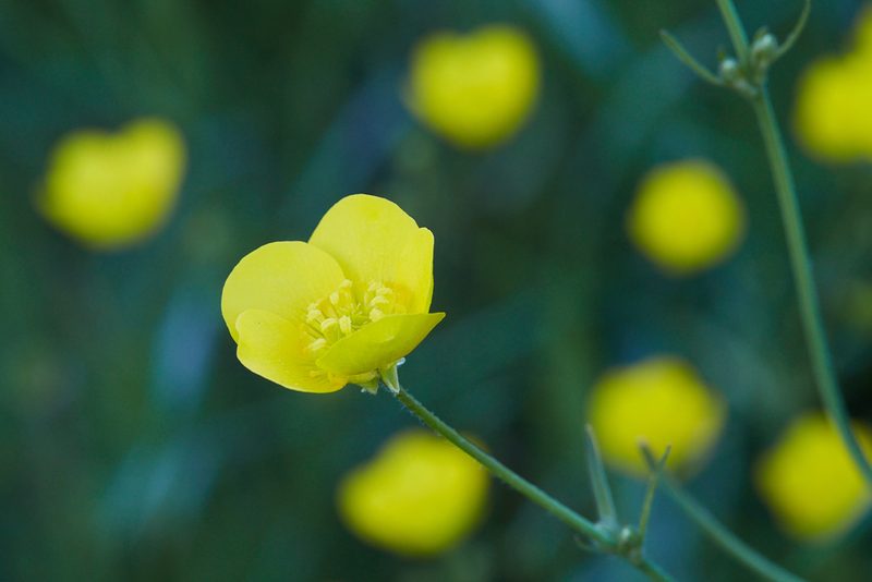 Ranunculus canus, photographed by Ken-ichi Ueda