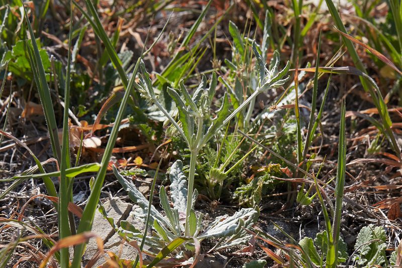 Eriogonum angulosum, photographed by Ken-ichi Ueda