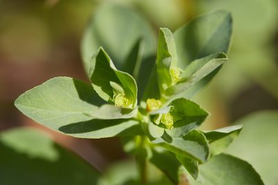 Euphorbia spathulata, photographed by Ken-ichi Ueda