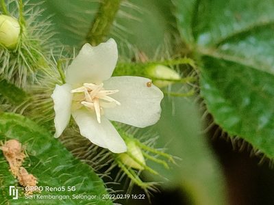 Miconia crenata, photographed by Ong Jyh Seng