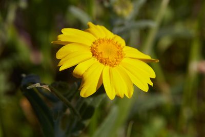Monolopia major, photographed by Ken-ichi Ueda