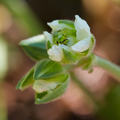 California macrophylla, photographed by Ken-ichi Ueda