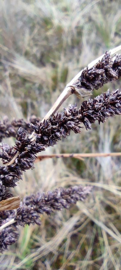 Carex david-smithii, photographed by Santiago Martín-Bravo