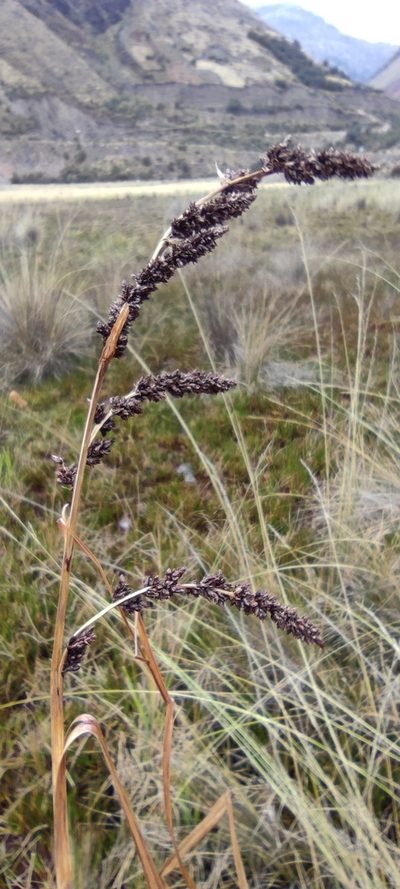 Carex david-smithii, photographed by Santiago Martín-Bravo