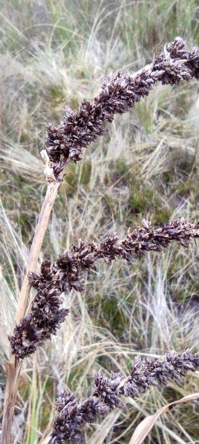 Carex david-smithii, photographed by Santiago Martín-Bravo