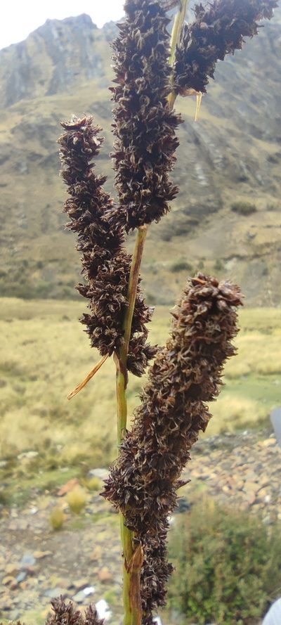 Carex david-smithii, photographed by Santiago Martín-Bravo