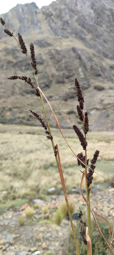 Carex david-smithii, photographed by Santiago Martín-Bravo