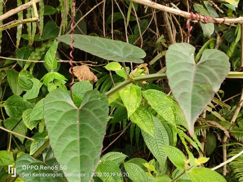 Cissus hastata, photographed by Ong Jyh Seng
