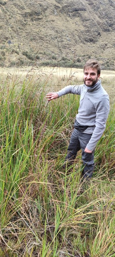 Carex david-smithii, photographed by Santiago Martín-Bravo