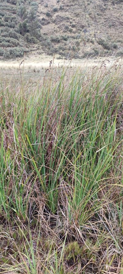 Carex david-smithii, photographed by Santiago Martín-Bravo