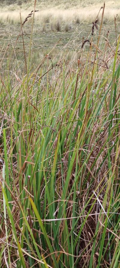 Carex david-smithii, photographed by Santiago Martín-Bravo