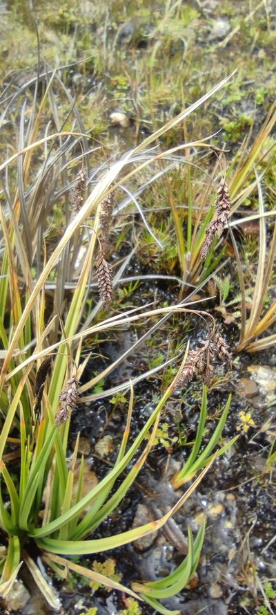 Carex hebetata, photographed by Santiago Martín-Bravo
