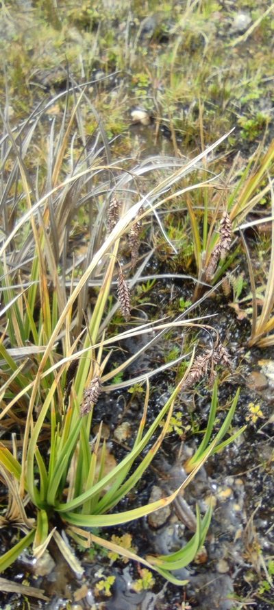 Carex hebetata, photographed by Santiago Martín-Bravo