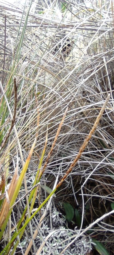 Carex laegaardii, photographed by Santiago Martín-Bravo