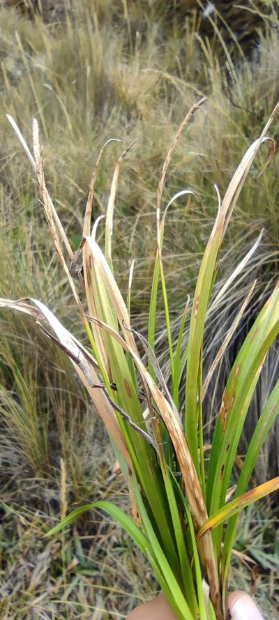 Carex laegaardii, photographed by Santiago Martín-Bravo