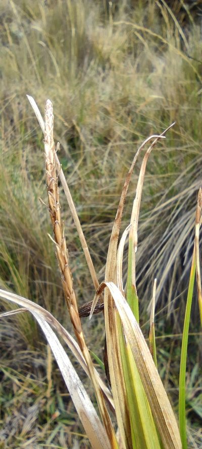 Carex laegaardii, photographed by Santiago Martín-Bravo