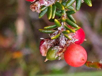 Androstoma empetrifolium, photographed by gnapp