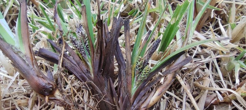 Carex brehmeri, photographed by Santiago Martín-Bravo