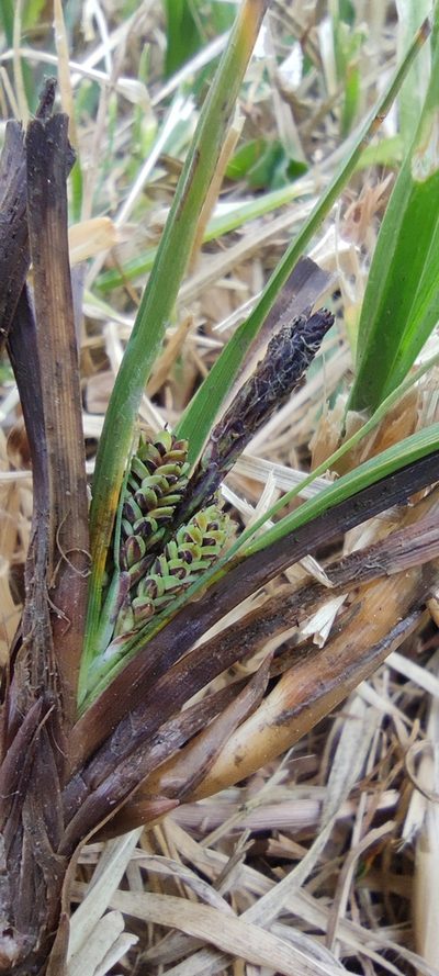 Carex brehmeri, photographed by Santiago Martín-Bravo