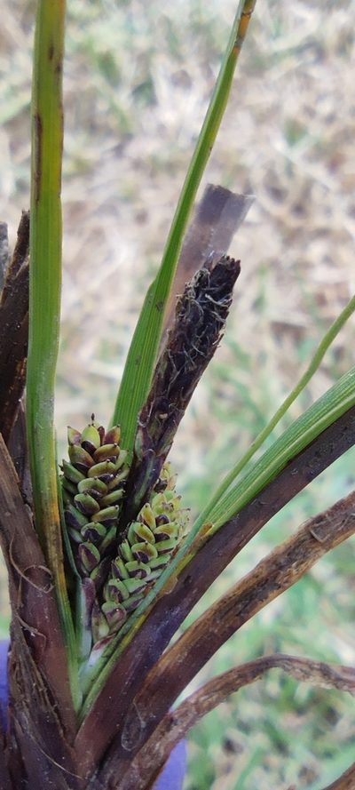 Carex brehmeri, photographed by Santiago Martín-Bravo