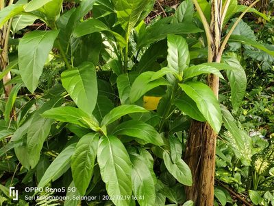 Ficus hispida, photographed by Ong Jyh Seng