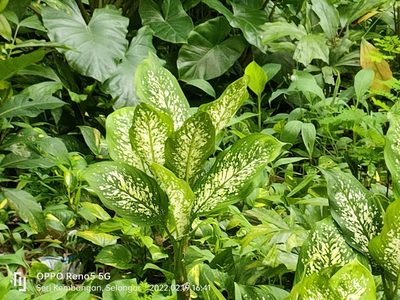 Dieffenbachia seguine, photographed by Ong Jyh Seng