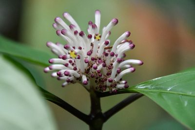 Chassalia curviflora, photographed by Иван Ковтун Ivan Kovtun