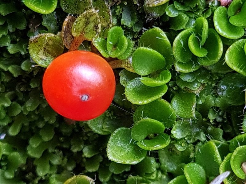 Nertera ciliata, photographed by gnapp