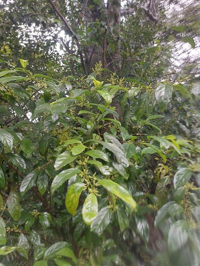 Maesa japonica, photographed by 胡正恆(Jackson Hu)