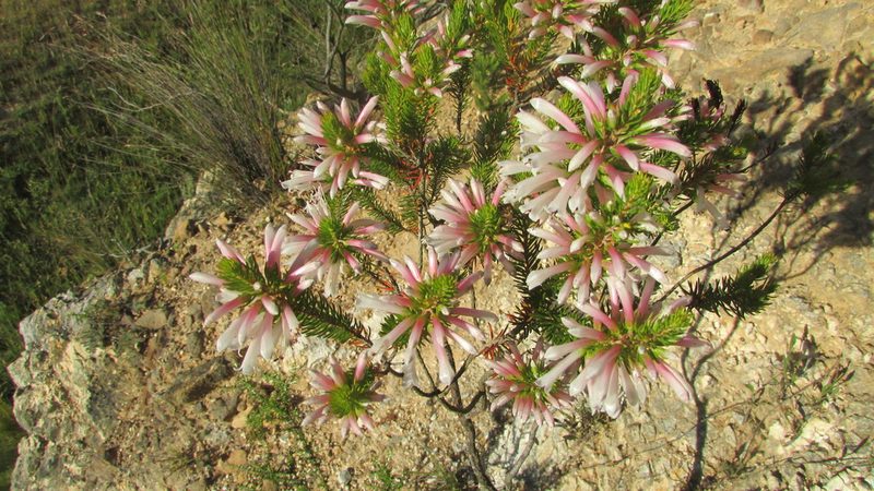 Erica grandiflora, photographed by James Deacon
