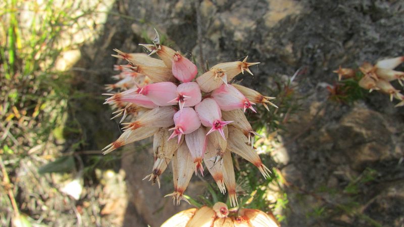 Erica ventricosa, photographed by James Deacon