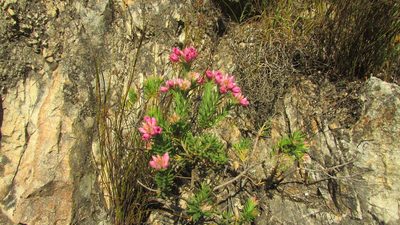 Erica taxifolia, photographed by James Deacon