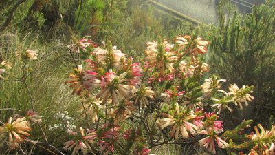 Erica grandiflora, photographed by James Deacon