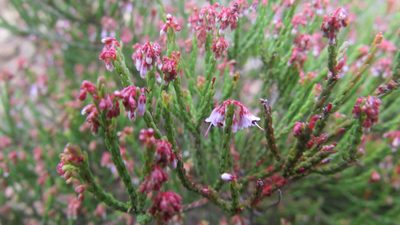 Erica equisetifolia, photographed by James Deacon