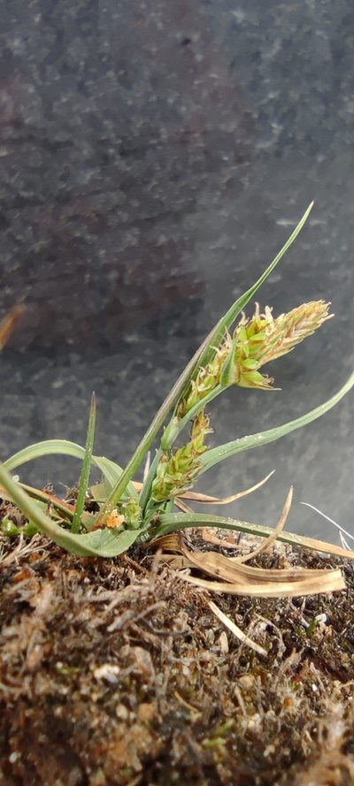 Carex brachycalama, photographed by Santiago Martín-Bravo