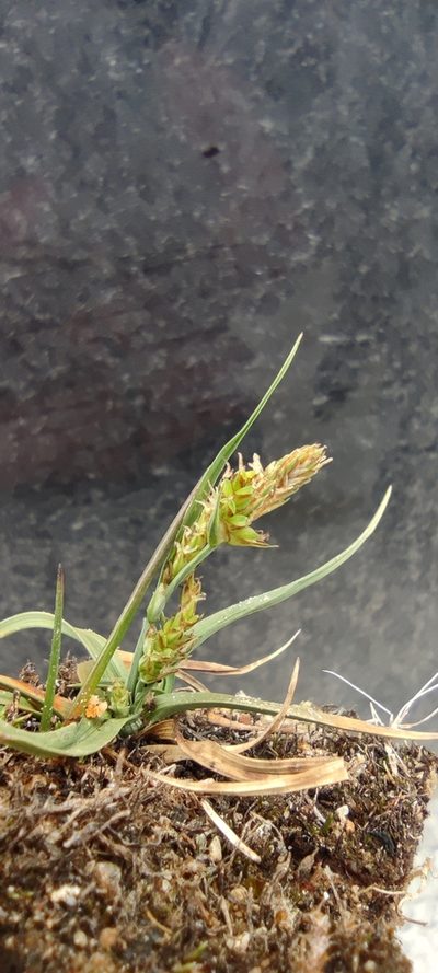 Carex brachycalama, photographed by Santiago Martín-Bravo
