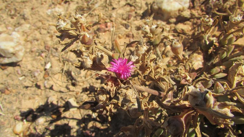 Mesembryanthemum trichotomum, photographed by James Deacon