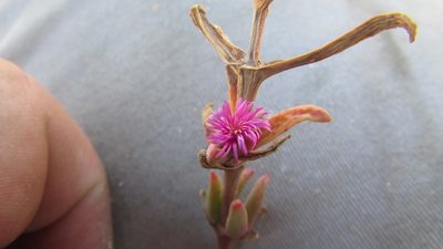 Mesembryanthemum trichotomum, photographed by James Deacon