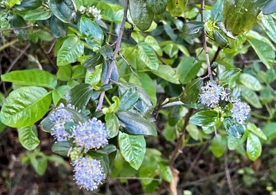 Ceanothus oliganthus, photographed by Chuck Wilson