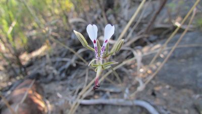 Pelargonium ternifolium, photographed by James Deacon