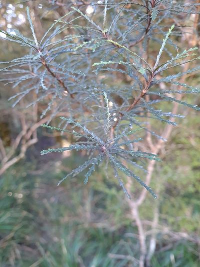 Pittosporum patulum, photographed by gnapp