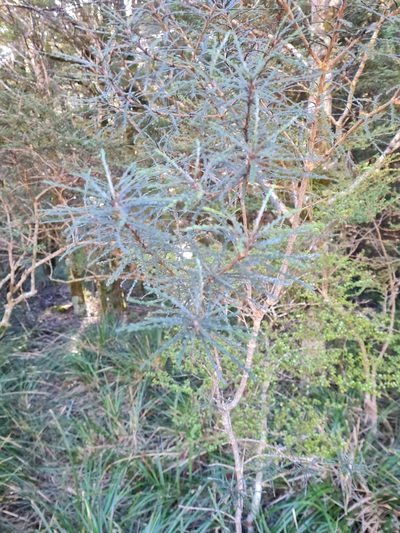 Pittosporum patulum, photographed by gnapp