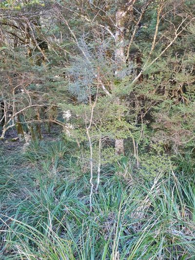 Pittosporum patulum, photographed by gnapp