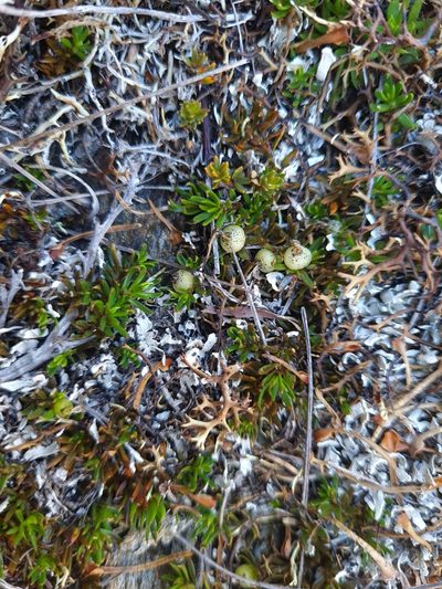 Coprosma talbrockiei, photographed by gnapp