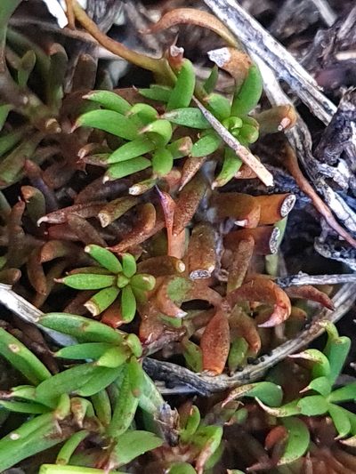Coprosma talbrockiei, photographed by gnapp