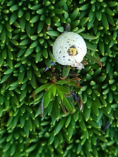 Coprosma talbrockiei, photographed by gnapp
