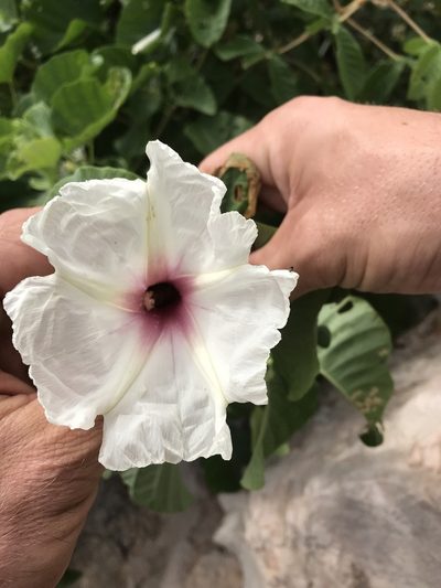 Ipomoea albivenia, photographed by rosshawkins