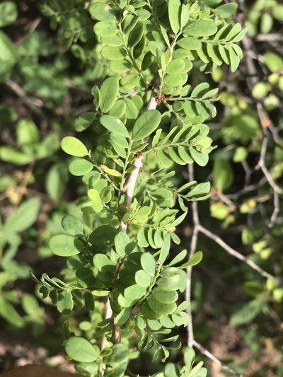 Phyllanthus macranthus, photographed by rosshawkins