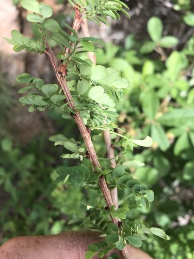 Phyllanthus macranthus, photographed by rosshawkins