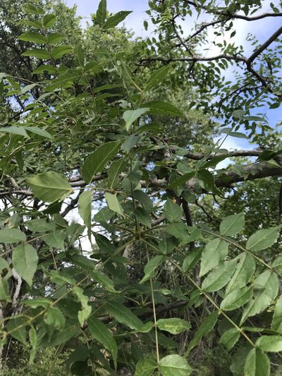 Kirkia acuminata, photographed by rosshawkins
